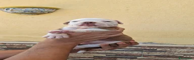 Bulldog americano 