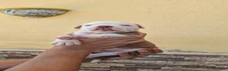 Bulldog cani in vendita: Cuccioli di bulldog americano  a Libero consorzio comunale di Agrigento - Annuncio 9