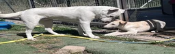 Meticcio cani in regalo: Zelig. Cucciolo simil Labrador  - Annuncio 2