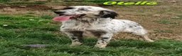 Setter Inglese cani in regalo: OTELLO adora l'acqua e giocare! Bravo - Annuncio 3