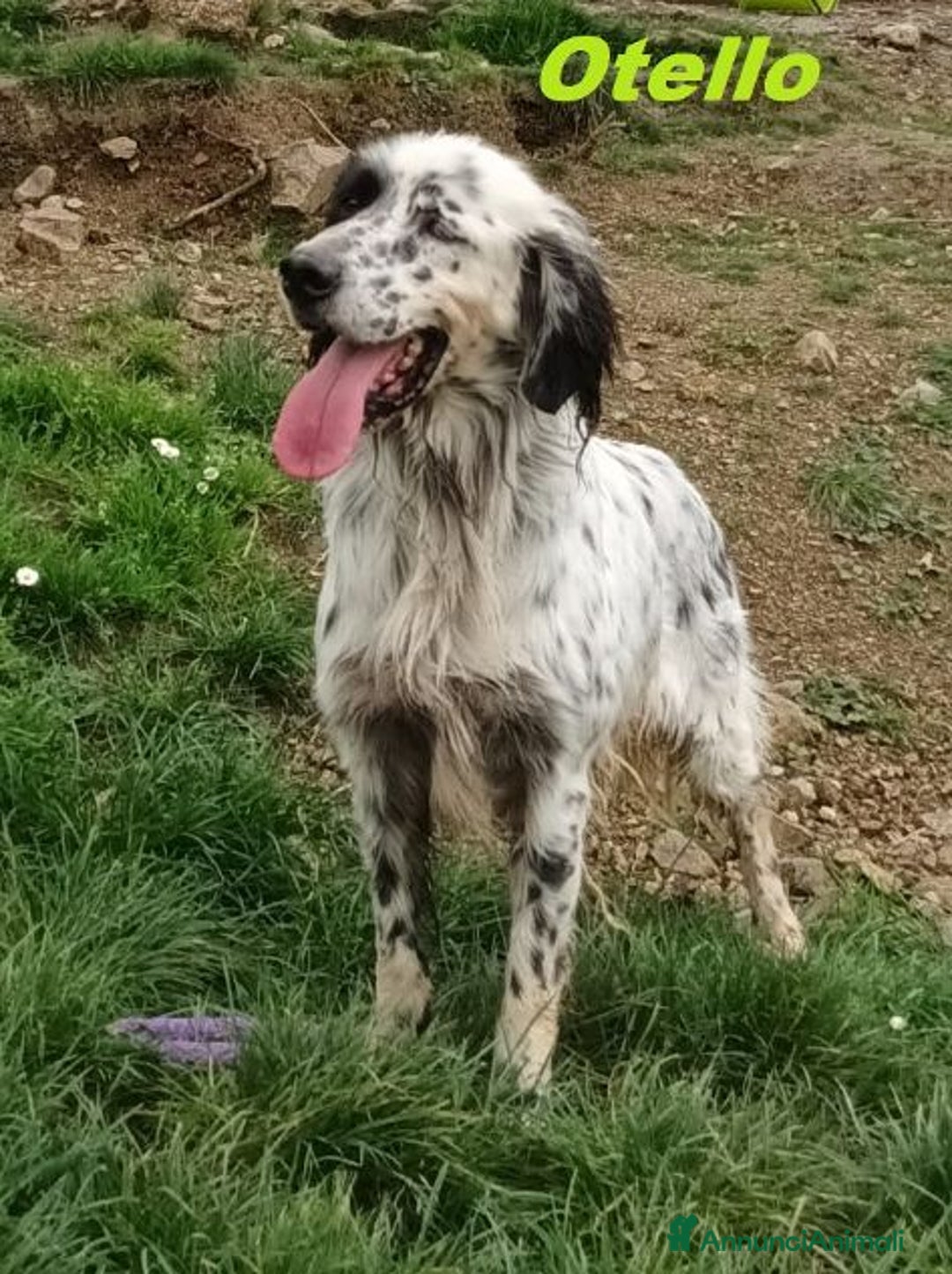 Setter Inglese cani in regalo: OTELLO adora l'acqua e giocare! Bravo - Annuncio 3