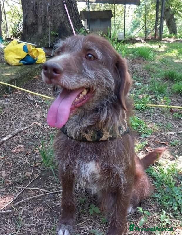 Meticcio cani BACIO, 12 chili, dolce come un BACIO  - Annuncio 7