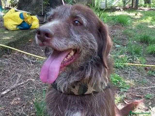 Meticcio cani BACIO, 12 chili, dolce come un BACIO - Annuncio 2
