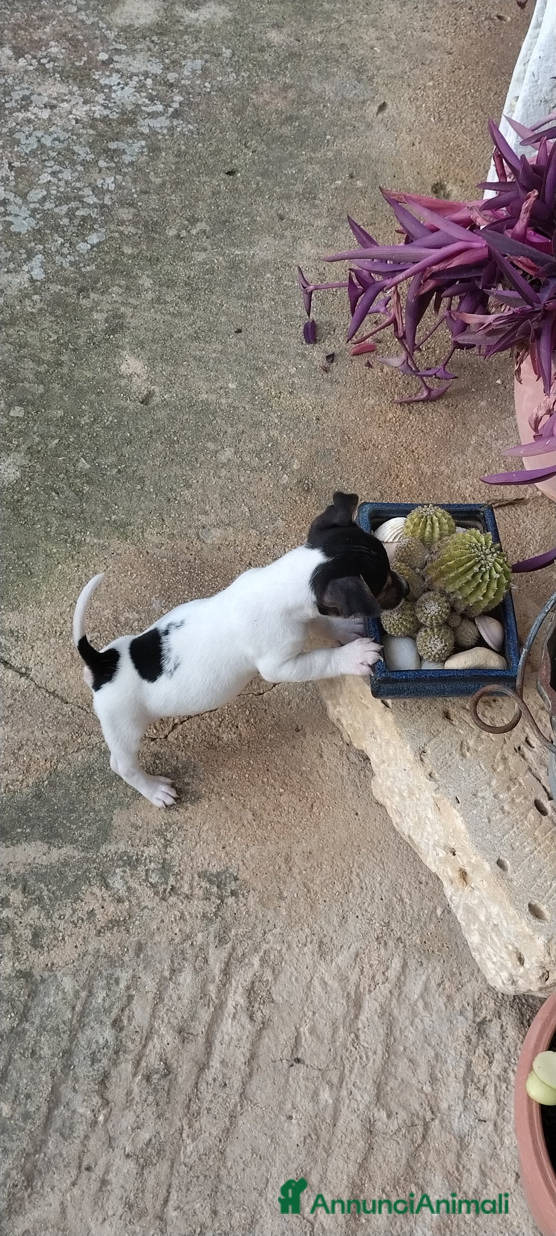 Jack Russell cani in vendita: Cuccioli jack russel  - Annuncio 6