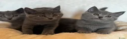 Certosino gatti in vendita: Cuccioli di certosino con pedigree  - Annuncio 5