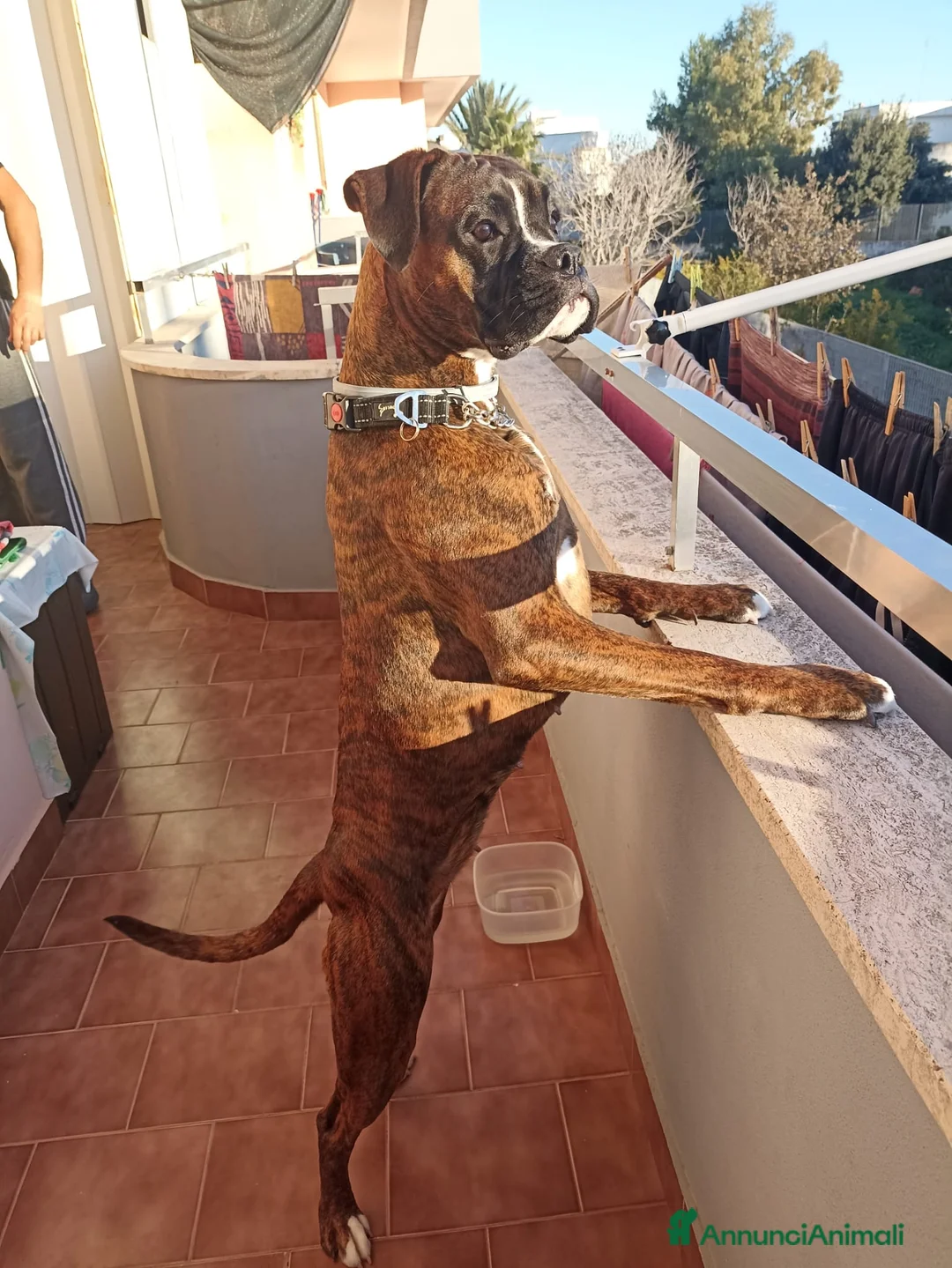 Boxer cani in vendita: Cuccioli di boxer - Annuncio 5