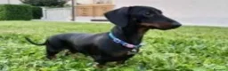 Bassotto cani in vendita: Bassotti pelo corto - Annuncio 2