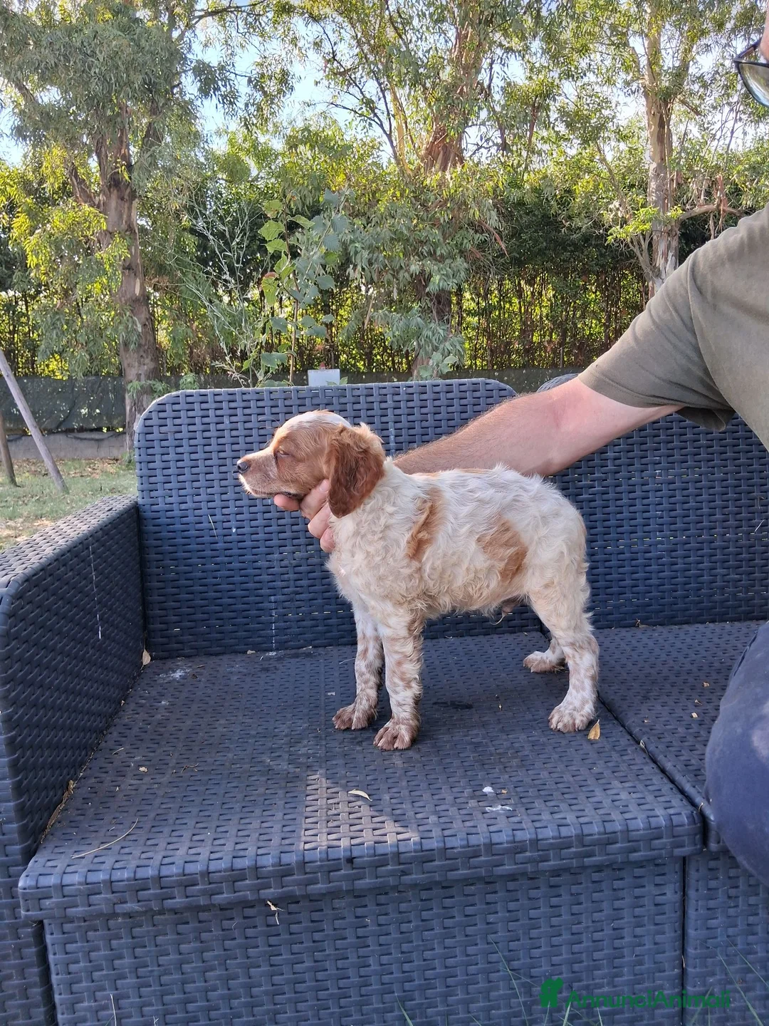 Breton cani in vendita: cuccioli Epagneul Breton disponibili - Annuncio 8