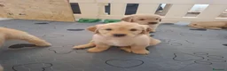 Golden Retriever cani in vendita: Cuccioli di golden retriever a Città metropolitana di Milano - Annuncio 6