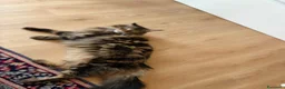 Maine Coon gatti in vendita: maine coon 7 anni - Annuncio 3