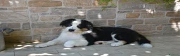 Australian Shepherd cani in vendita: Cuccioli di Pastore Australiano - Annuncio 5