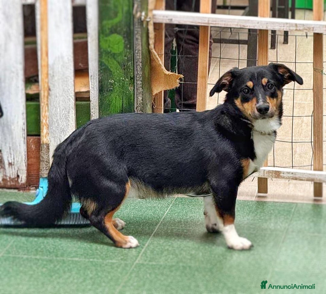 Meticcio cani in regalo: OSCAR 💙 -taglia piccola, buonissimo! Chiama!!🙏🏻 - Annuncio 2