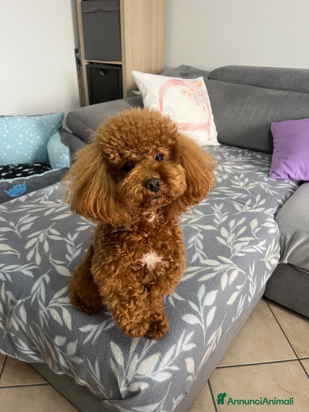 Barboncino Toy cani per accoppiamento: Barboncino Toy per accoppiamento  - Annuncio 11