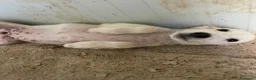 Meticcio cani in regalo: BIANCA E BERNIE - Annuncio 3