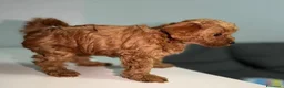 Maltipoo cani in vendita: Cuccioli di Maltipoo F1B a Città metropolitana di Milano - Annuncio 4