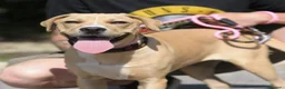 Meticcio cani in regalo: PIUMETTA - Annuncio 5