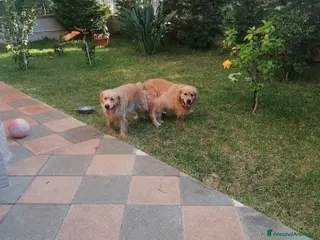 Golden Retriever cani Cuccioli di Golden Retriever con Pedegree ENCI - Annuncio 20