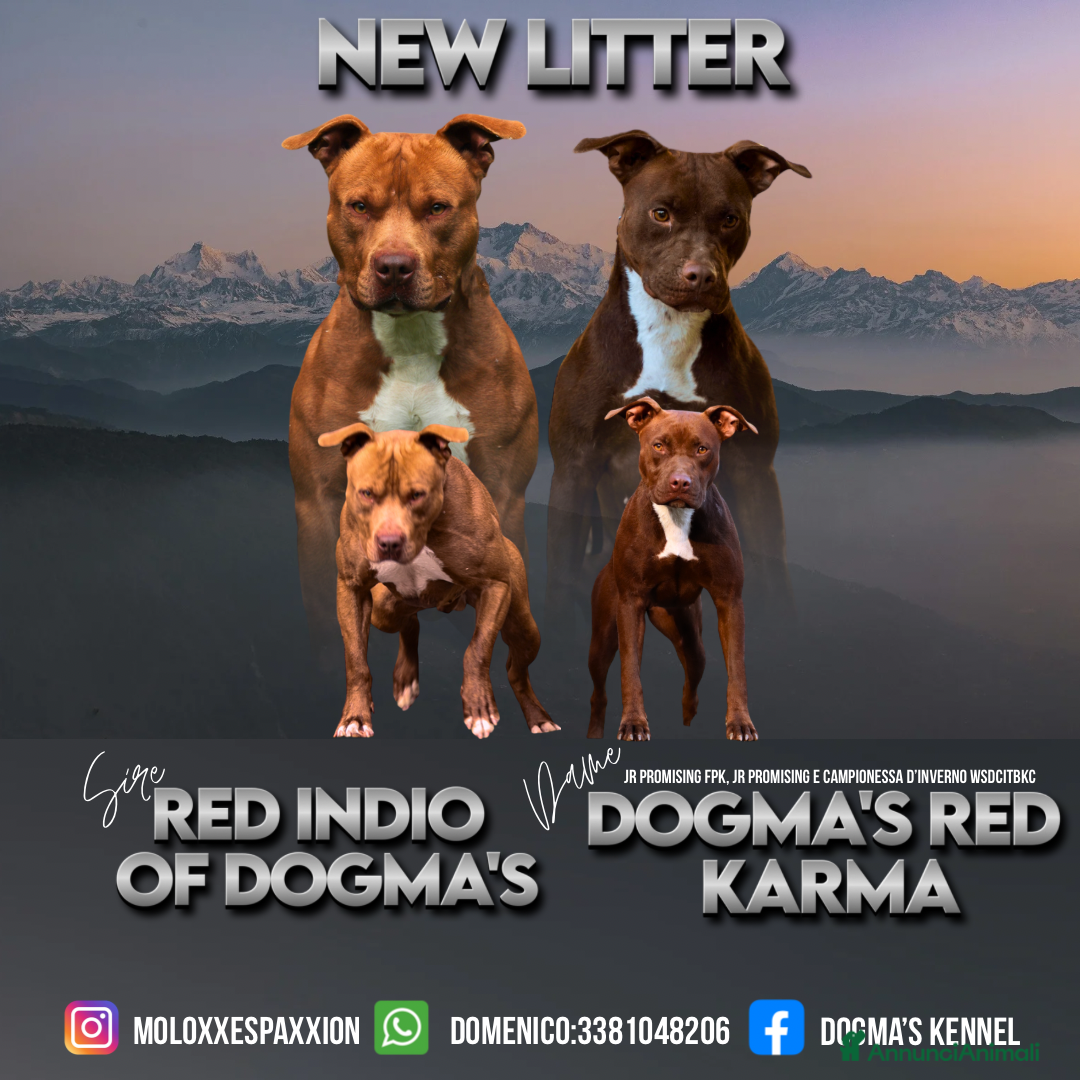 Pitbull cani in vendita: Cuccioli di American Pit Bull Terrier  - Annuncio 3