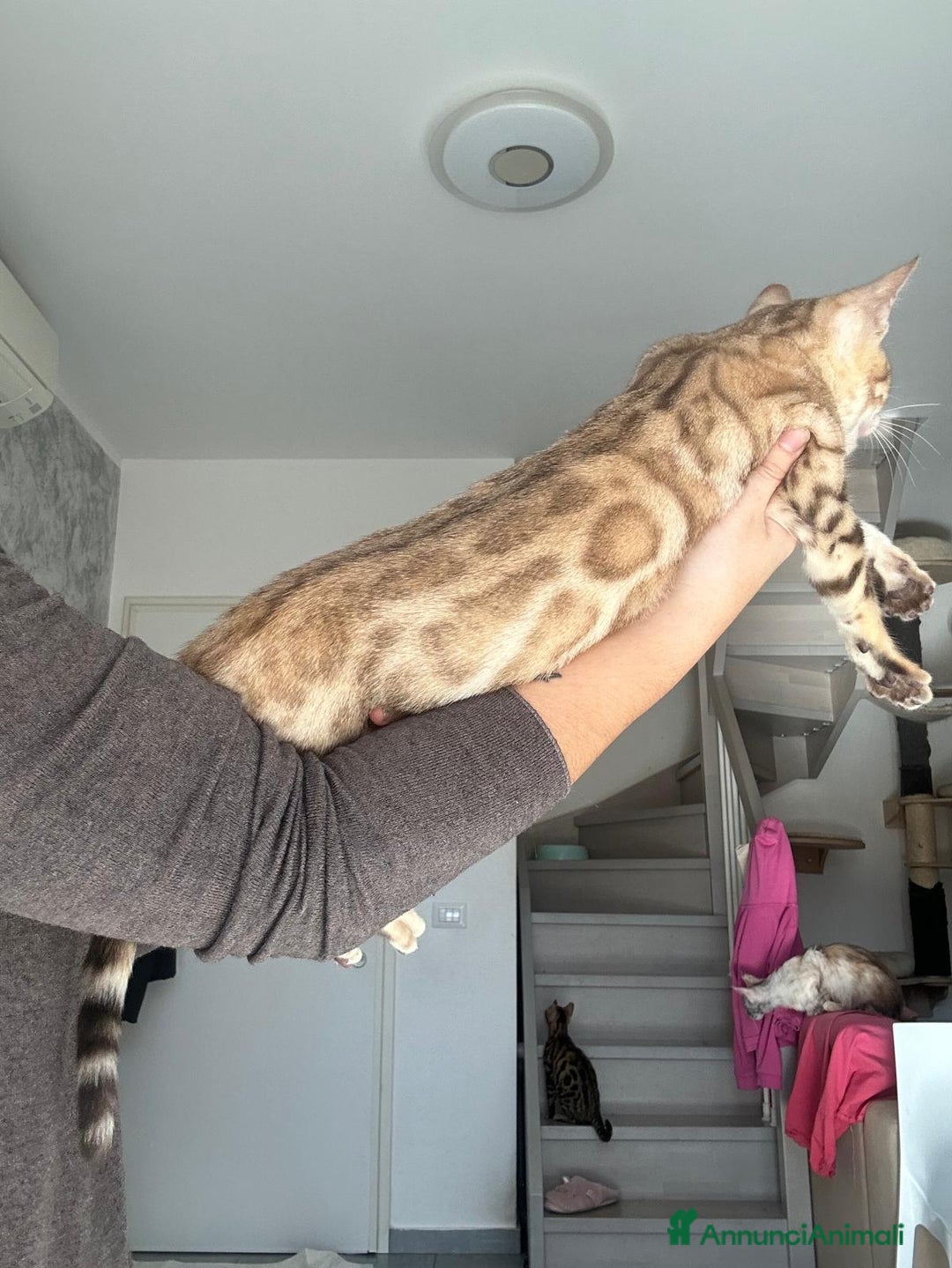 Bengala gatti in vendita: Cuccioli di Bengala  - Annuncio 2