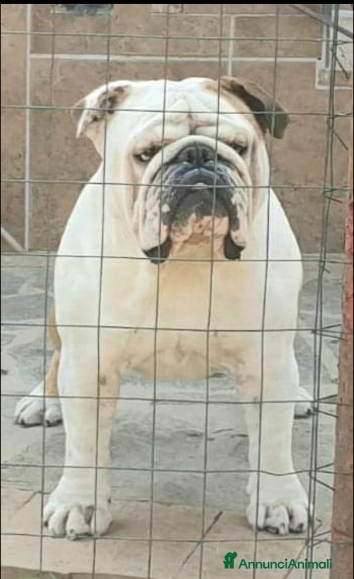 Bulldog cani Bulldog inglese per monta - Annuncio 2