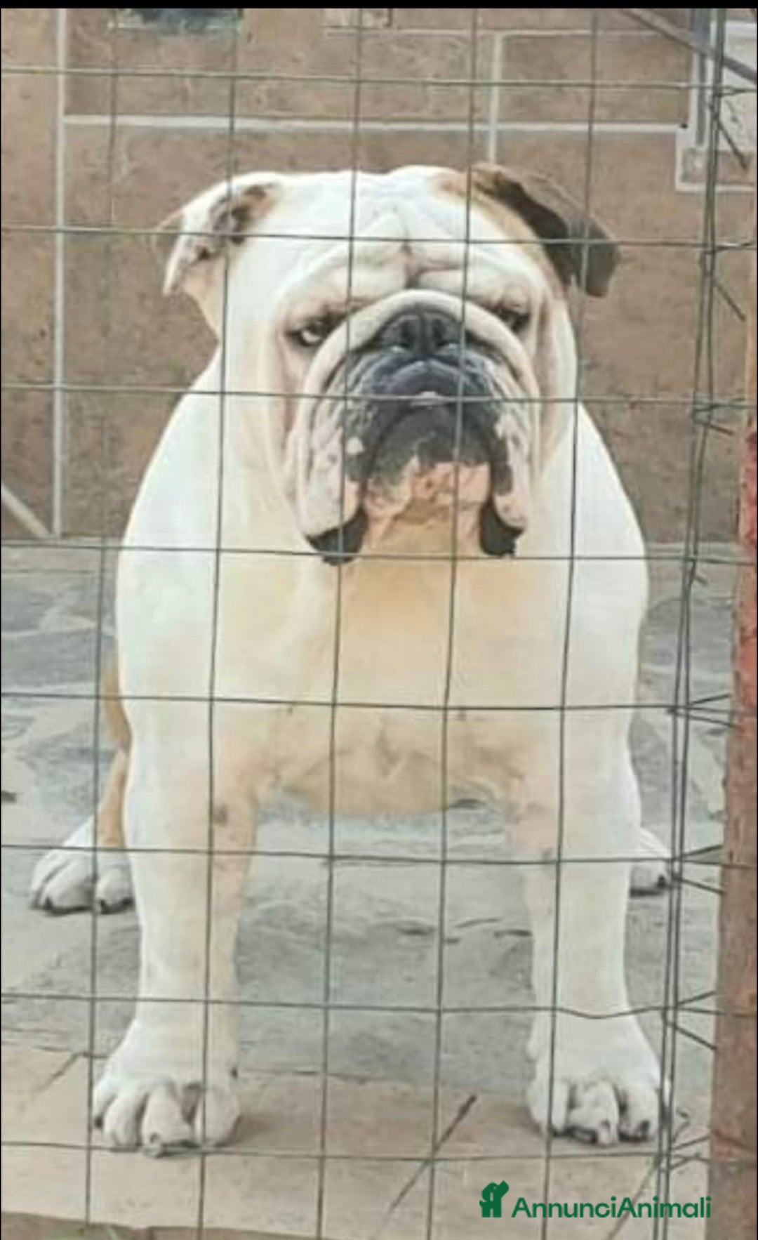 Bulldog cani per accoppiamento: Bulldog inglese per monta - Annuncio 2