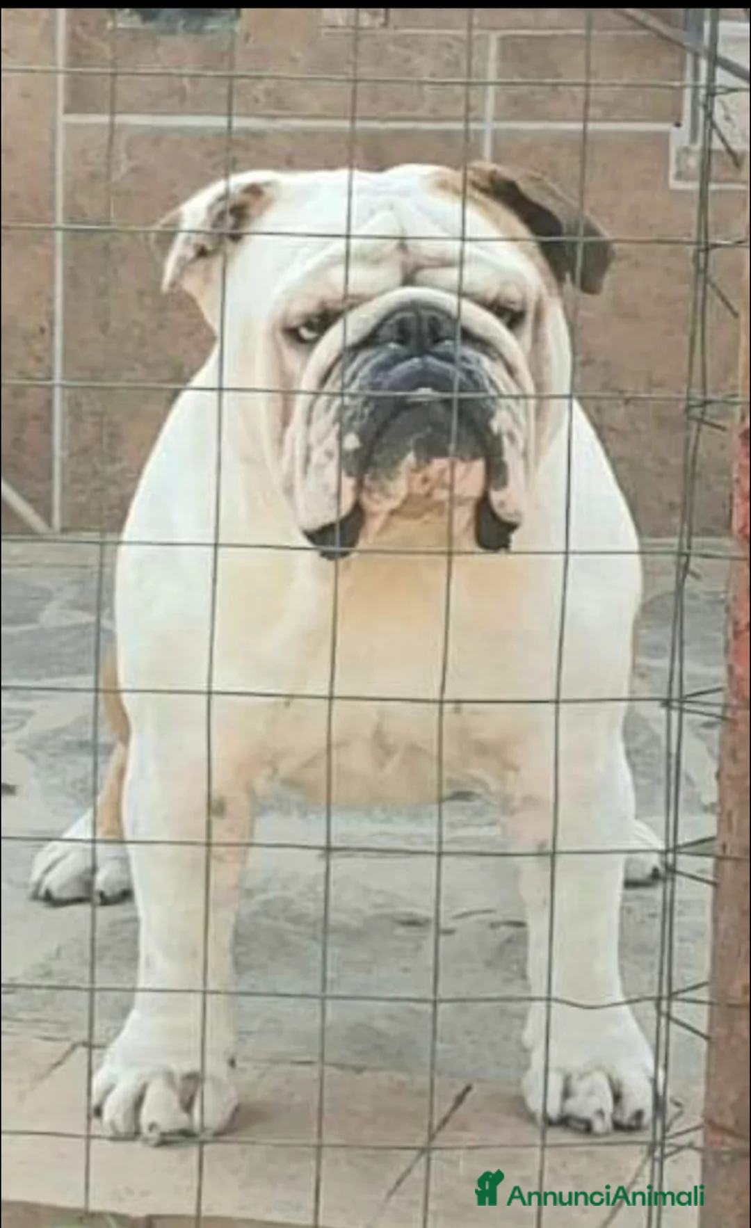 Bulldog cani per accoppiamento: Bulldog inglese per monta - Annuncio 2