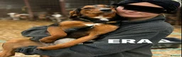Meticcio cani in regalo: ERA, cucciolona tanto coccolona! Cerca famiglia - Annuncio 3