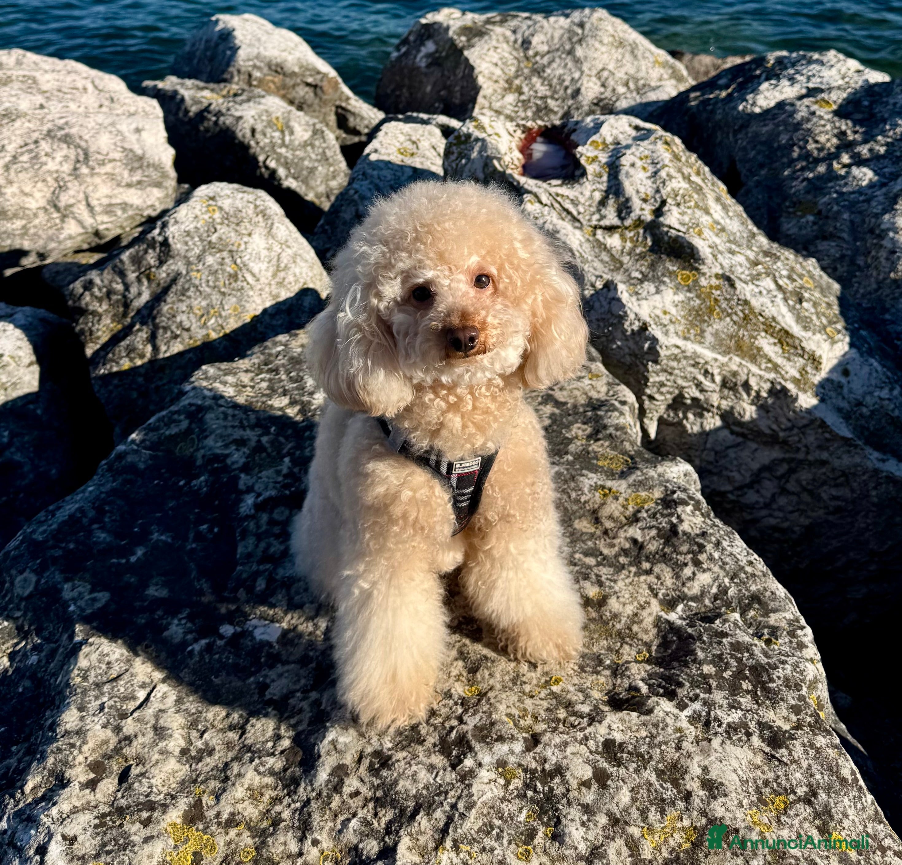 Barboncino Toy cani Barboncino nano per monta - Annuncio 1