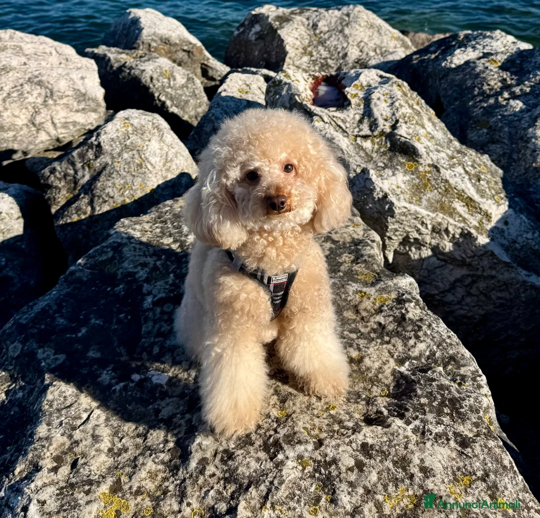 Barboncino Toy cani per accoppiamento: Barboncino nano per monta a Provincia di Mantova - Annuncio 1