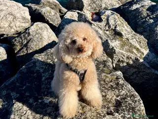 Barboncino Toy cani Barboncino nano per monta - Annuncio 1