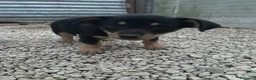 Meticcio cani in regalo: IL PICCOLO OTTO  - Annuncio 6