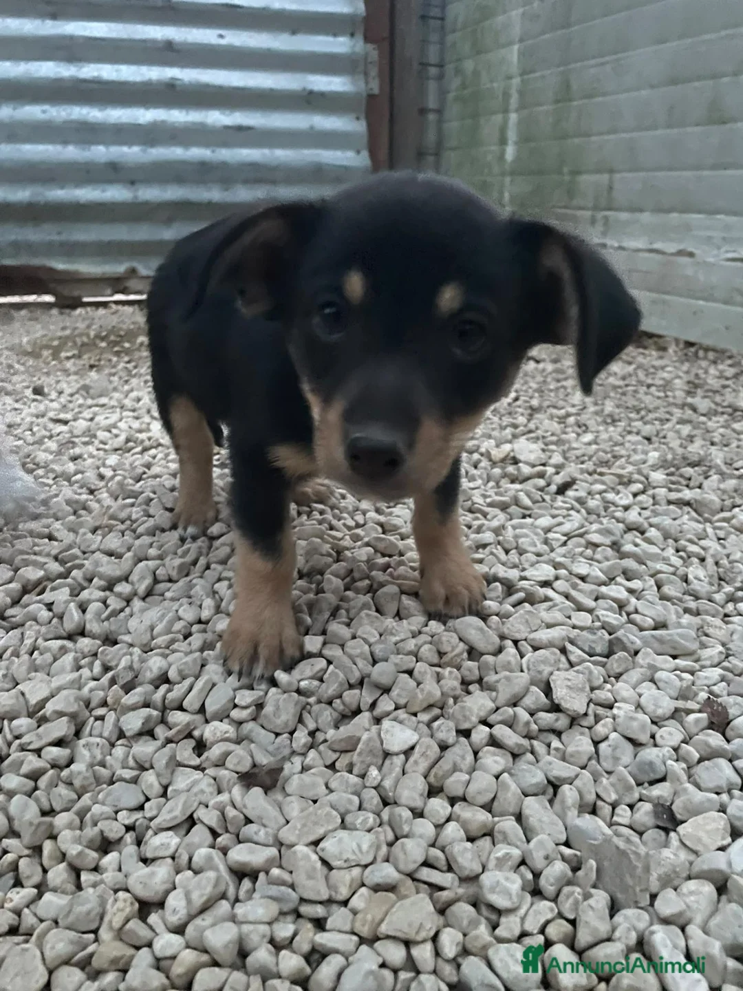 Meticcio cani in regalo: IL PICCOLO OTTO  - Annuncio 6