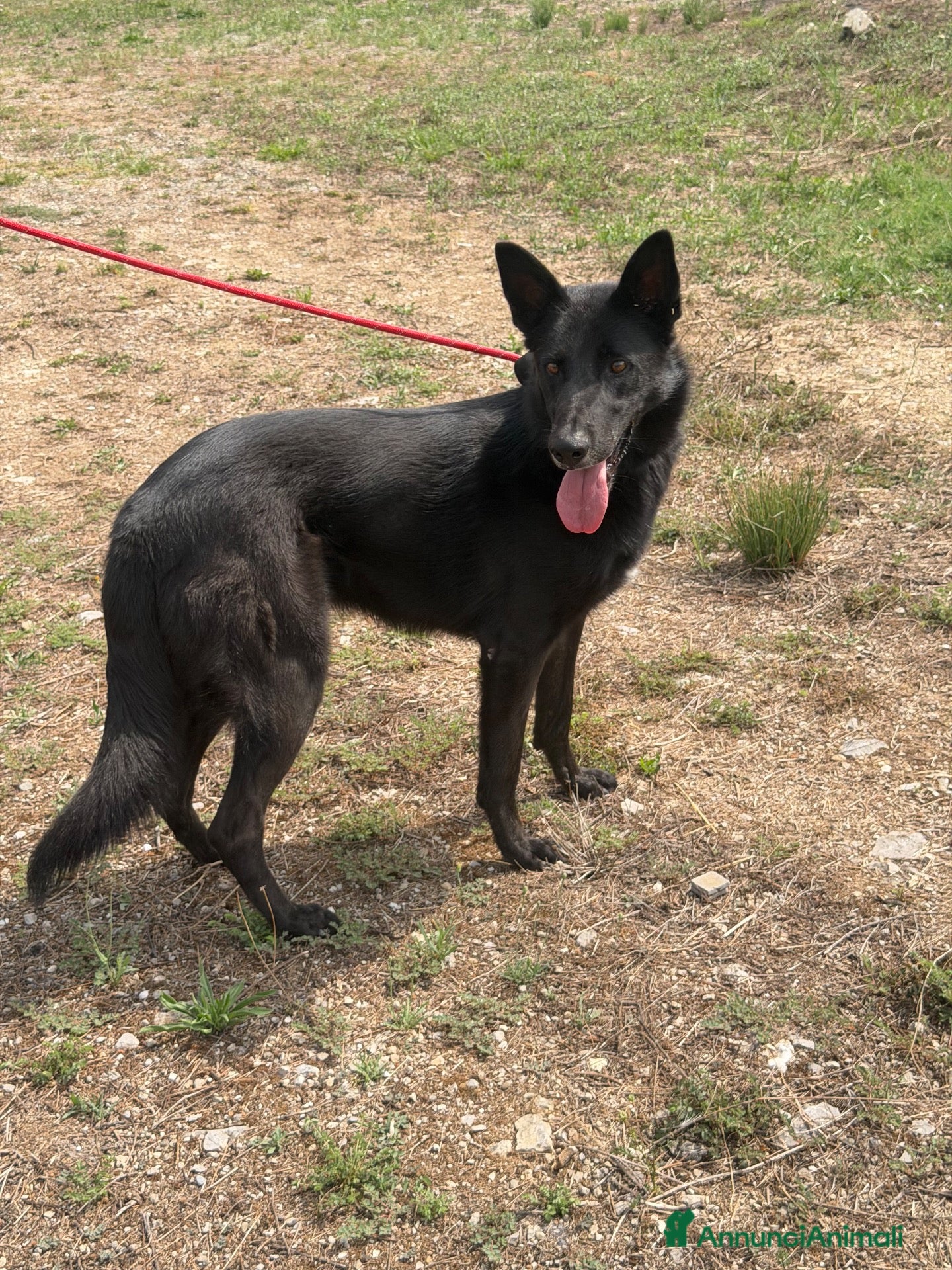 Meticcio cani Alex  - Annuncio 35