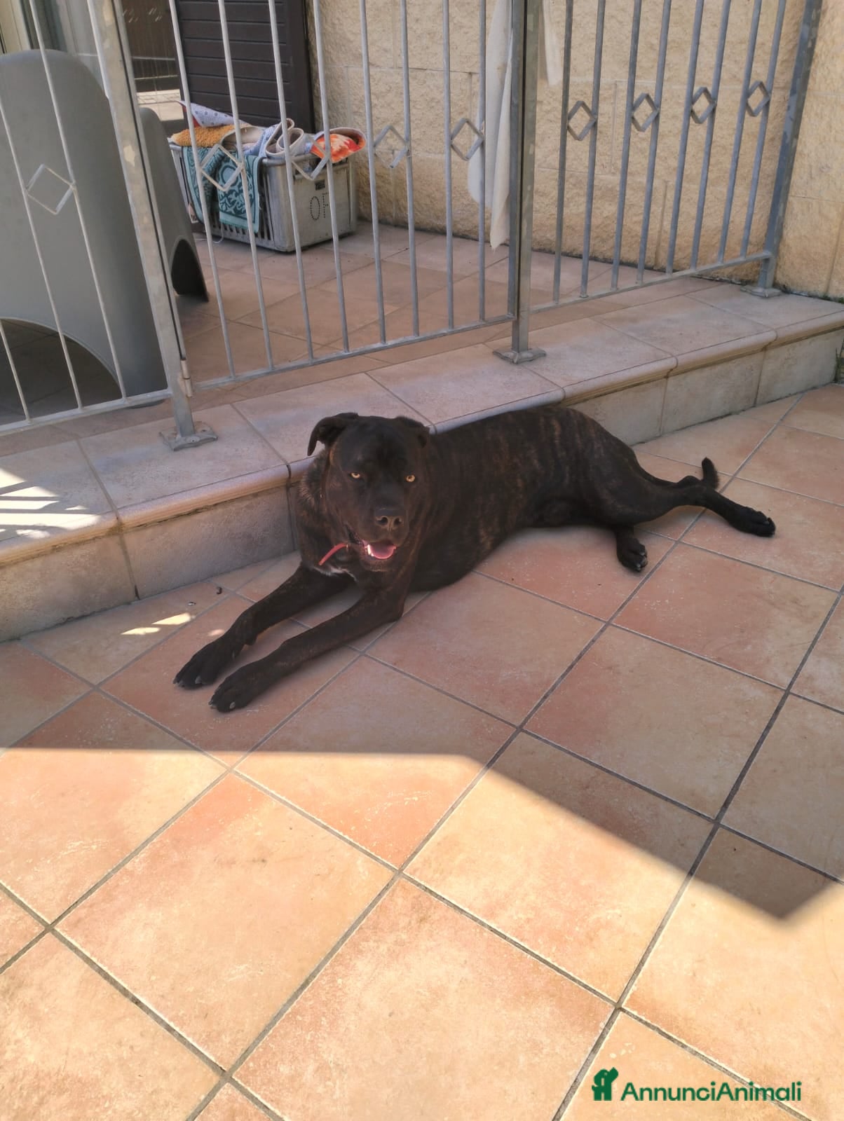 Cane Corso cani Regalo cane corso  - Annuncio 18