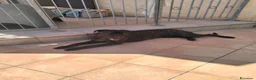 Cane Corso cani in regalo: Regalo cane corso  a Provincia di Taranto - Annuncio 1