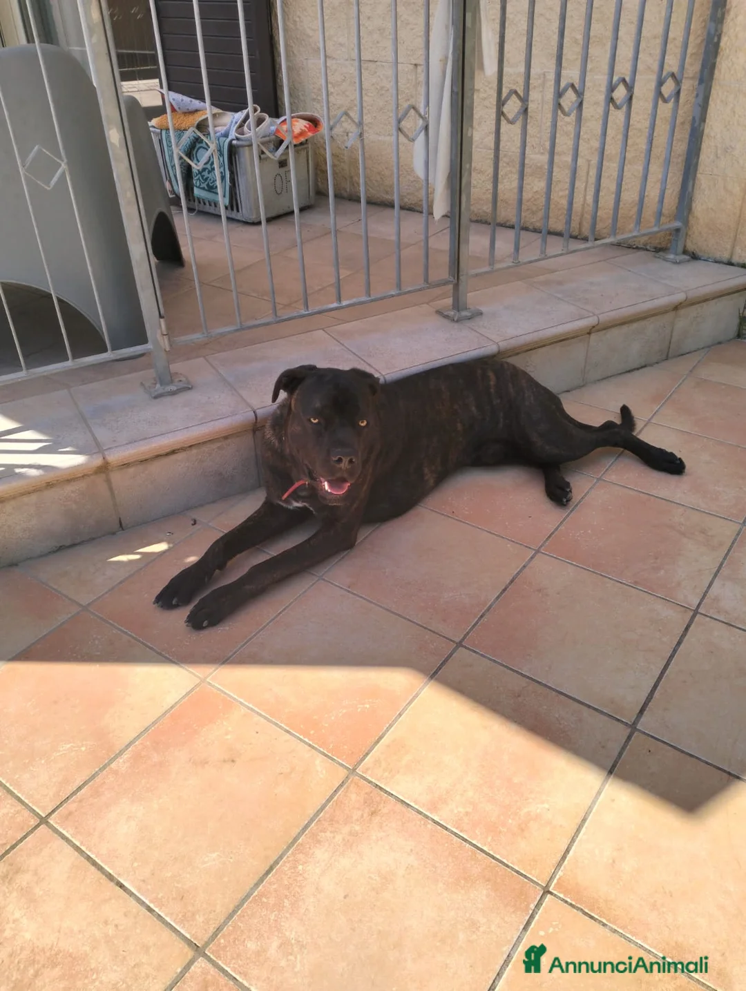 Cane Corso cani in regalo: Regalo cane corso  a Provincia di Taranto - Annuncio 1