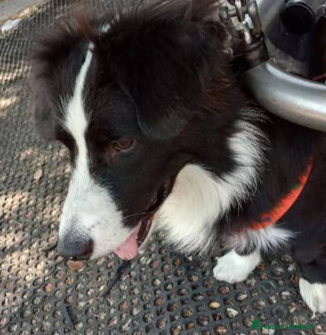 Meticcio cani in regalo: Simil Border Collie 1anno URGE STALLO/ADOZ. NUORO - Annuncio 2