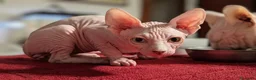 Sphynx gatti in vendita: 3 Gattini  Canadian Sphynx con PEDIGREE - Annuncio 4