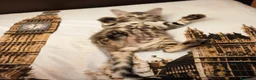Bengala gatti in vendita: la meraviglia di Selected Breed 🥰 - Annuncio 16