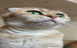 Scottish gatti in vendita: Scottish Fold - Immagine 1