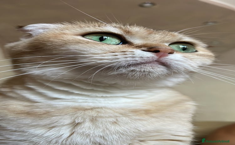 Scottish gatti - Annuncio 18