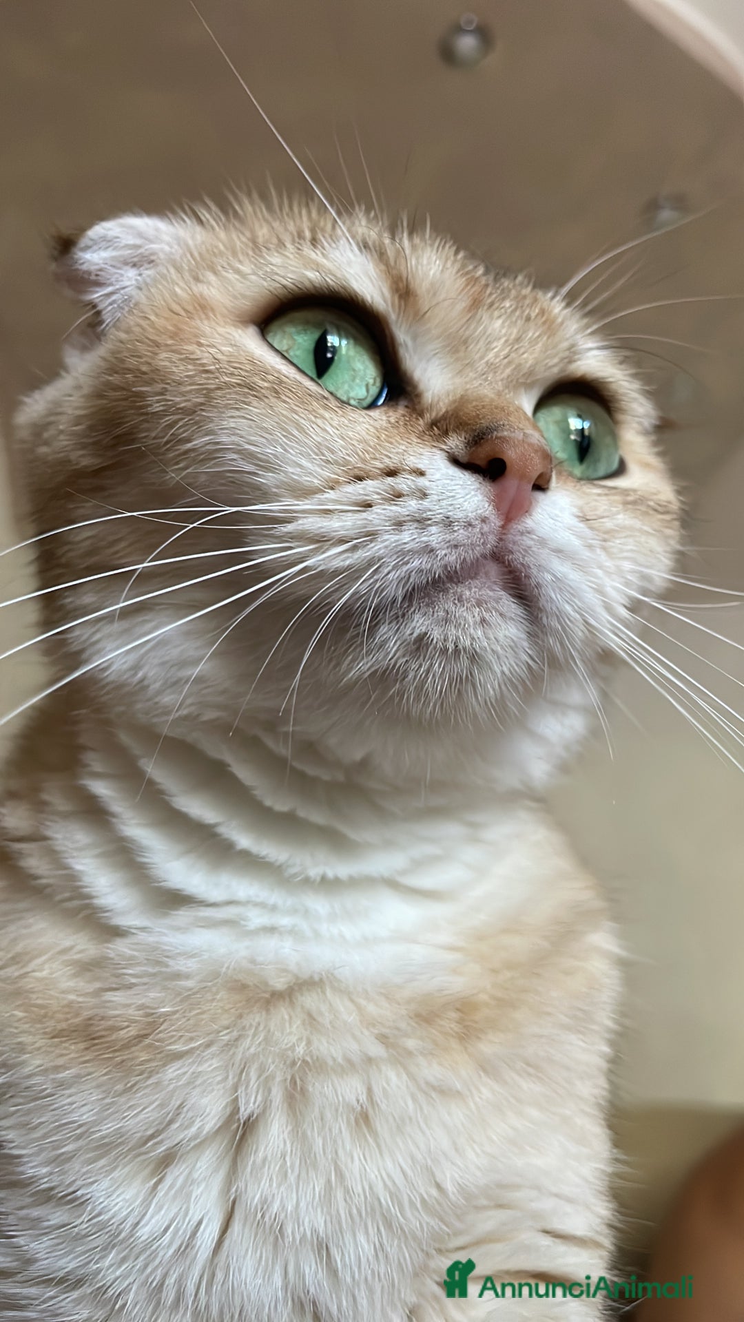 Scottish gatti in vendita: Scottish Fold - Immagine 1