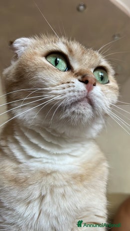 Scottish gatti - Annuncio 18