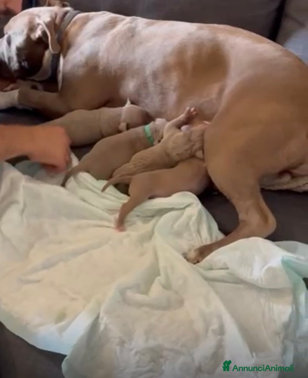 American Bully cani in vendita: American bully xl - Annuncio 14