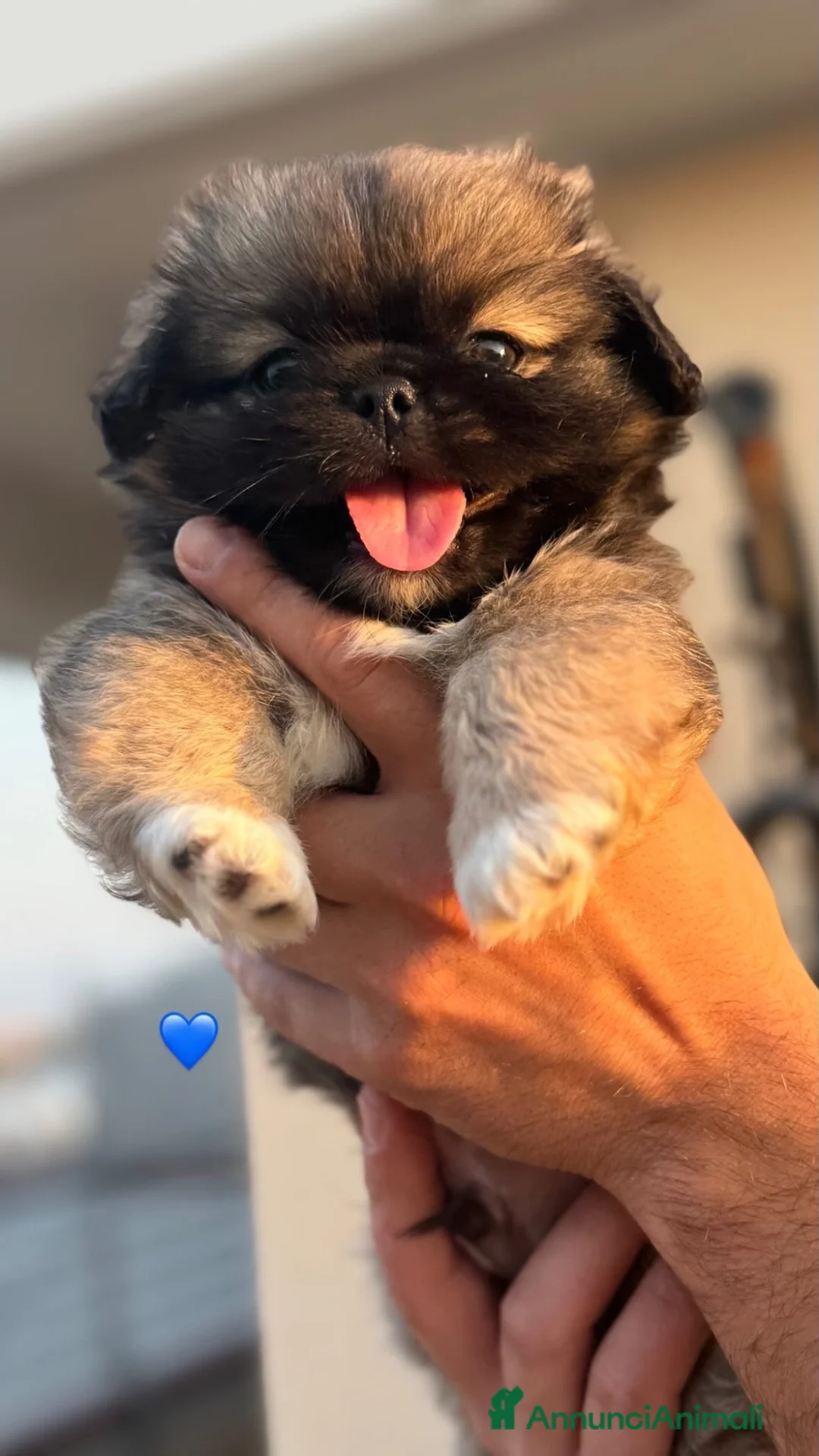 Pechinese cani in vendita: Cuccioli pechinese  - Annuncio 4