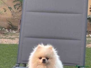 Volpino Pomerania cani Volpino della Pomerania nano - Annuncio 4