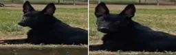 Meticcio cani in regalo: Cercano casa: 1 Pastore Tedesco, 1 simil Yorkshire - Annuncio 3
