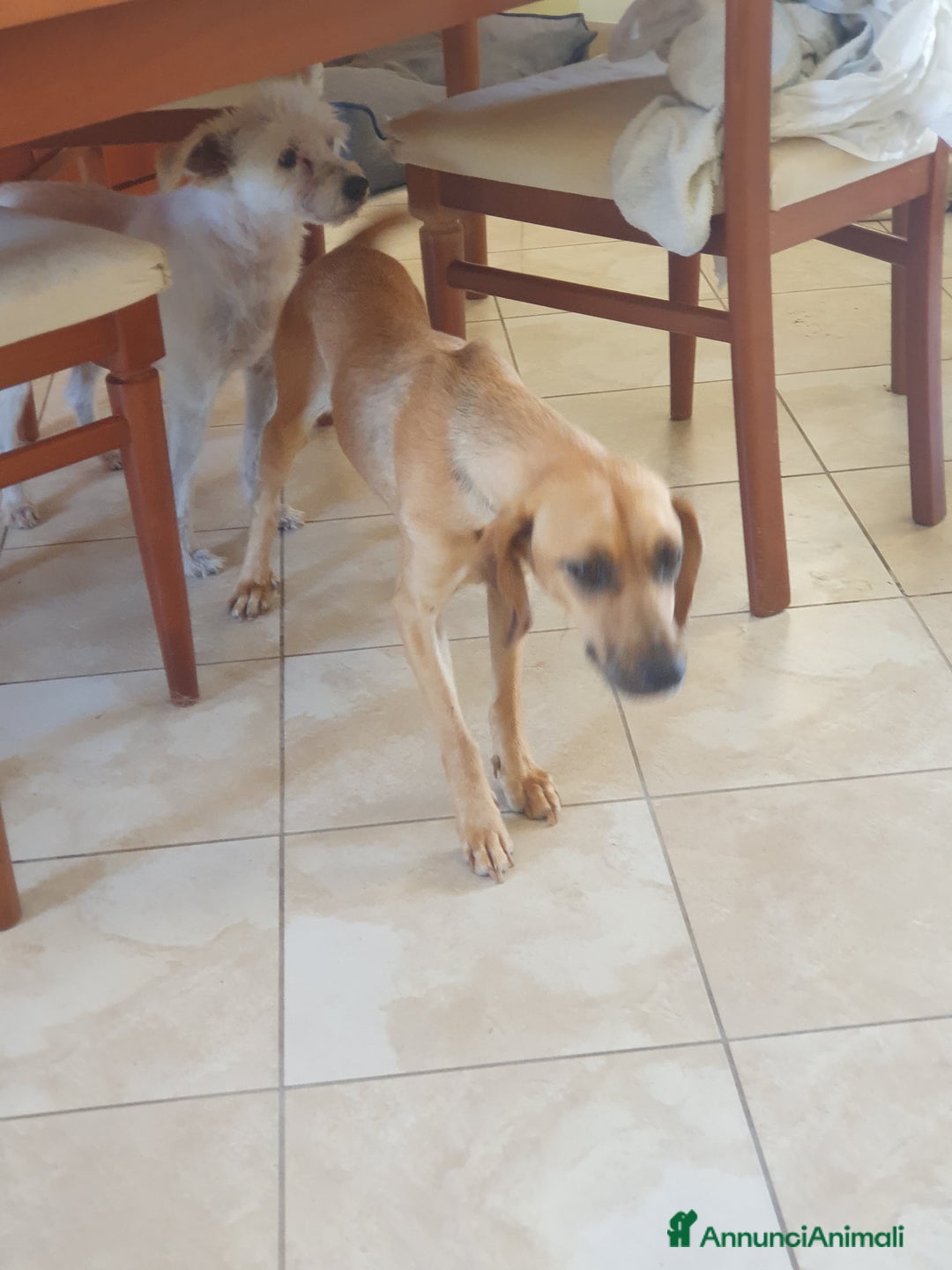 Segugio cani in regalo: NANDA a Provincia di Modena - Annuncio 11