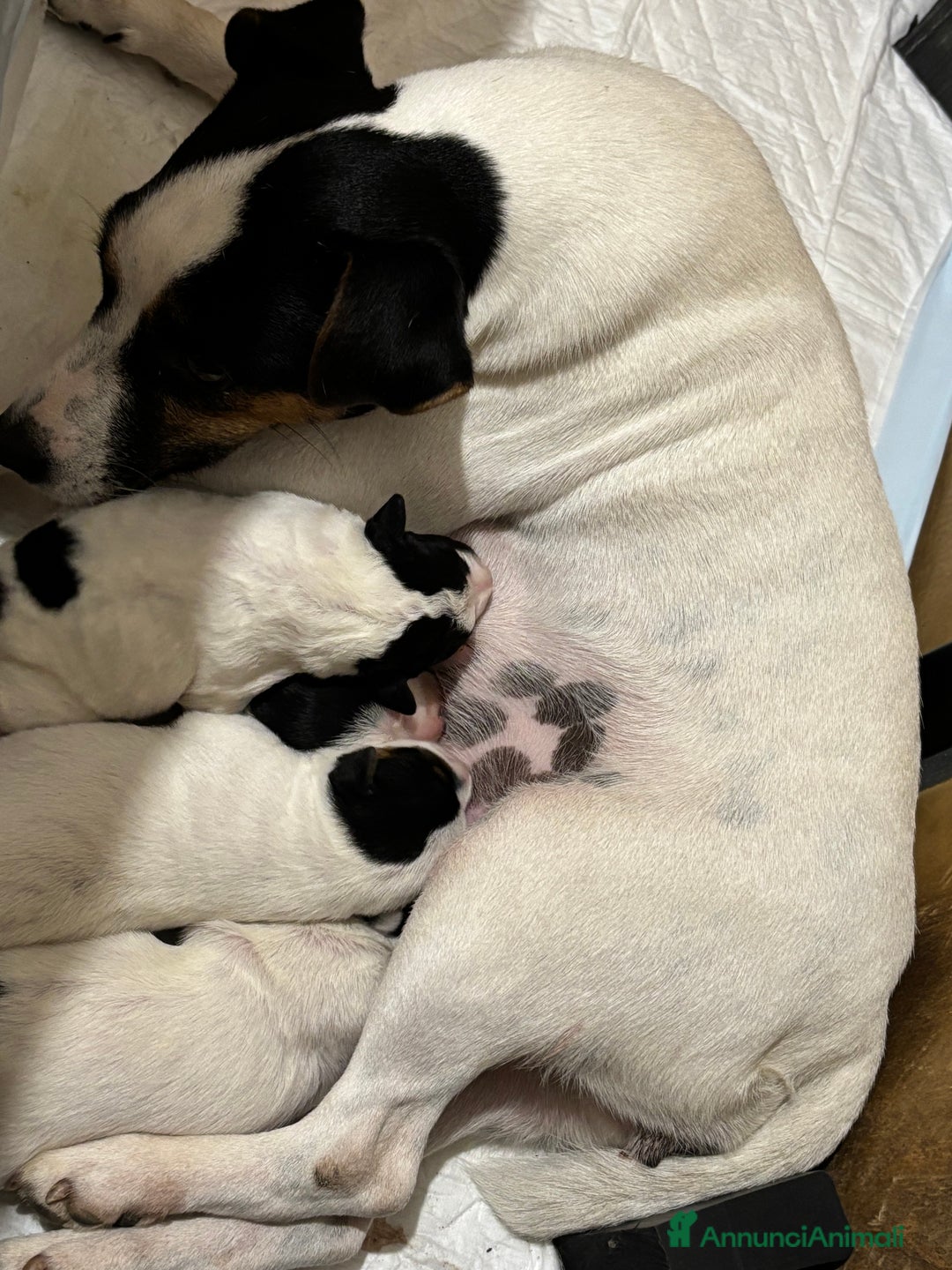 Parson Russell cani in vendita: Parson Russell terrier  - Annuncio 3