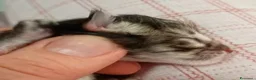 Norvegese gatti in vendita:  Gattini norvegesi delle foreste con pedigree a Provincia di Ferrara - Annuncio 5